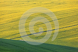 Beautiful yellow rapeseed fields in South Moravia