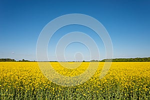 Beautiful yellow raps farm landscape in Germany