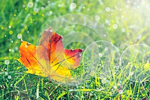 Beautiful yellow-red autumn leaf maple on grass with autumn in the sun with a nice round bokeh blurred and soft green background