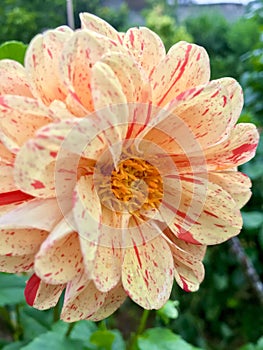 Beautiful yellow and red drops Dalia flower in the garden