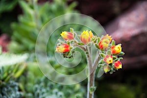 Beautiful yellow and red flower