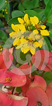 The  beautiful yellow and red flowers of wallpaper photo