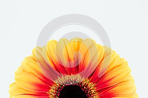 beautiful yellow and red gerbera flower isolated on white background