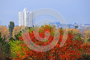 Beautiful yellow, red and green autumn tree on the background of a high white skyscraper in the fall in the Dnepr, Ukraine