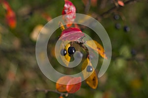 Beautiful yellow-red leaves close-up with berries on a very blurry background