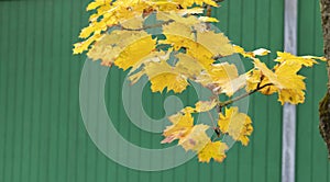 Beautiful of yellow and red maple leaves on the tree branch with green wood wall background