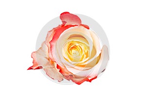 Beautiful yellow red rose bud isolated on white background