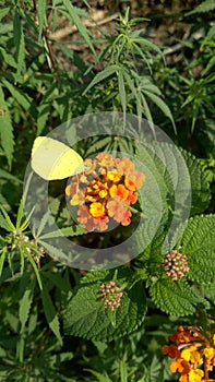 Beautiful yellow red small size group flower and yellow colour indian butterfly sitting on it. Kushinagar