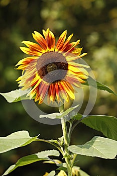 Beautiful yellow and red sunflower