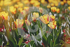 Beautiful yellow and red tulips on flowerbed outdoors