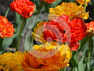 Beautiful yellow and red tulips, top view