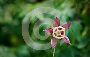 Beautiful yellow and red western columbine aquilegia formosa flower in green garden blurred background. Flower in the shape of a