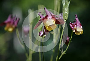 Beautiful yellow and red western columbine aquilegia formosa flower in green garden blurred background. Flower in the shape of a