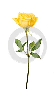 Beautiful yellow rose