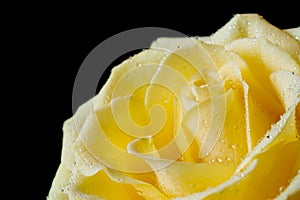 Beautiful yellow rose on black