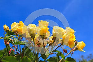 Beautiful Yellow rose with blue sky