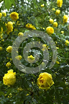 Beautiful yellow rose buch.Closeup of fresh yellow roses with water drops after rain