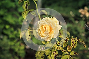 Beautiful yellow rose in rose bush affected by Diplocarpon rosea or Black spot disease photo