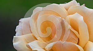 Beautiful yellow rose closeup