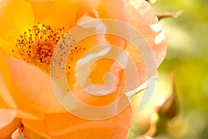 beautiful yellow rose detail