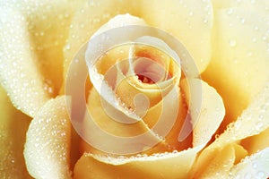 Beautiful yellow rose flower