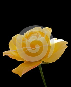 Beautiful yellow rose flower on black background isolated.