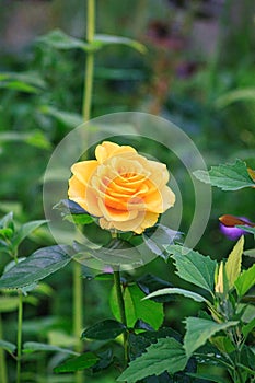 beautiful yellow rose flower on a bush in the garden