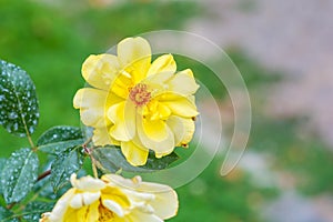 Beautiful yellow rose flower in a garden