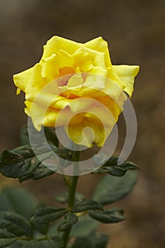 yellow rose flower in garden