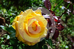 Beautiful yellow rose flower in the garden