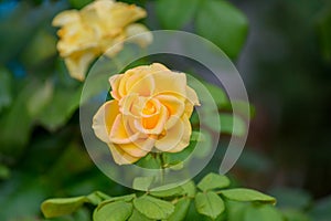 Beautiful yellow rose flower in a garden. They bring you and the friendship you share the purist of color