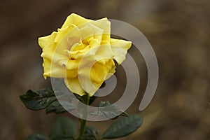 yellow rose flower in garden