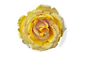 Beautiful Yellow Rose Flower Isolated On White Background, Flower For Lover And Wedding