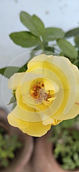 Beautiful yellow rose flower leaf