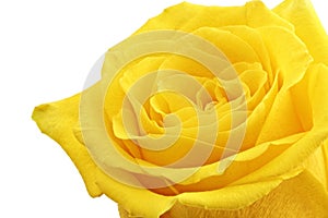 Beautiful yellow rose flower. ÃÂ¡loseup. Isolated.