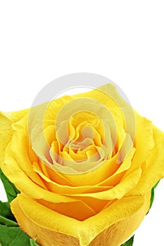 Beautiful yellow rose flower. ÃÂ¡loseup. Isolated.