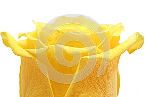 Beautiful yellow rose flower. ÃÂ¡loseup. Isolated.