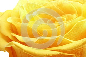 Beautiful yellow rose flower. ÃÂ¡loseup. Isolated.