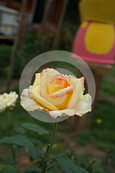 Beautiful yellow rose flower