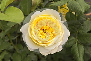 Beautiful yellow rose flower, rose garden, nature background