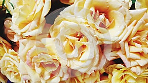 Beautiful yellow rose flower for valentines day or wedding
