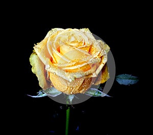 Beautiful yellow rose flower with water drops - close up.