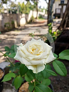 beautiful yellow rose in front of my house