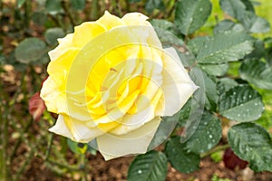 Beautiful yellow rose in a garden