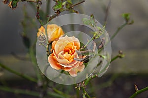 Beautiful yellow rose in the garden. Decorating the landscape with plants. Close-up