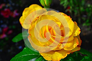 Beautiful yellow rose in garden, floral background