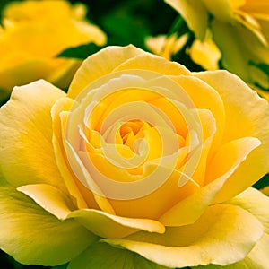 Beautiful yellow rose in a garden.