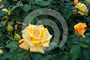 Beautiful yellow rose in a garden with water drops