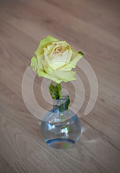 A beautiful yellow rose in a glass vase isolated on the floor