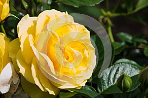 Beautiful yellow rose with green leaves in a spring season at a botanical garden.